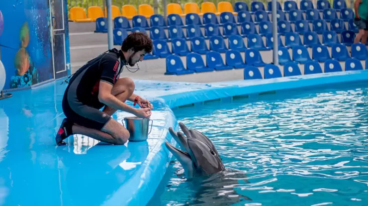 Swim with dolphins in Cancun