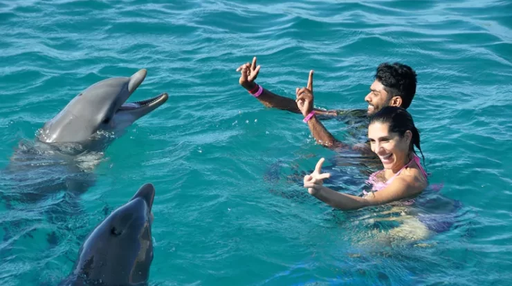 Swim with Dolphins in Puerto Seco