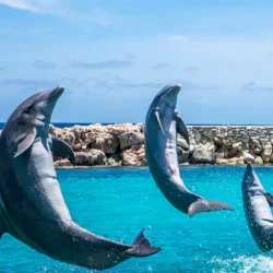 Swimming with Dolphins in Jamaica