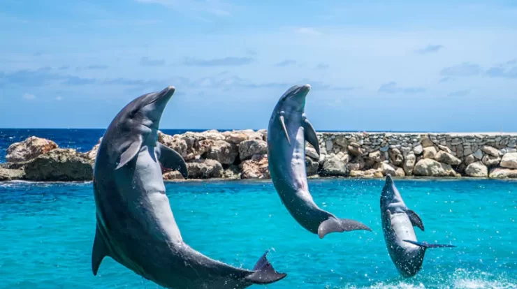 Swimming with Dolphins in Jamaica