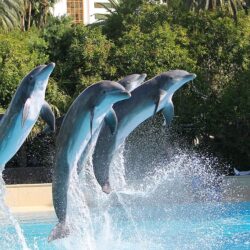 Dolphin Discovery Grand Cayman