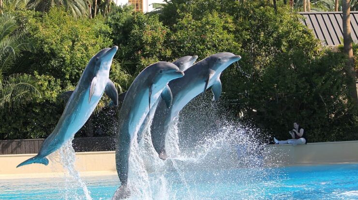 Dolphin Discovery Grand Cayman